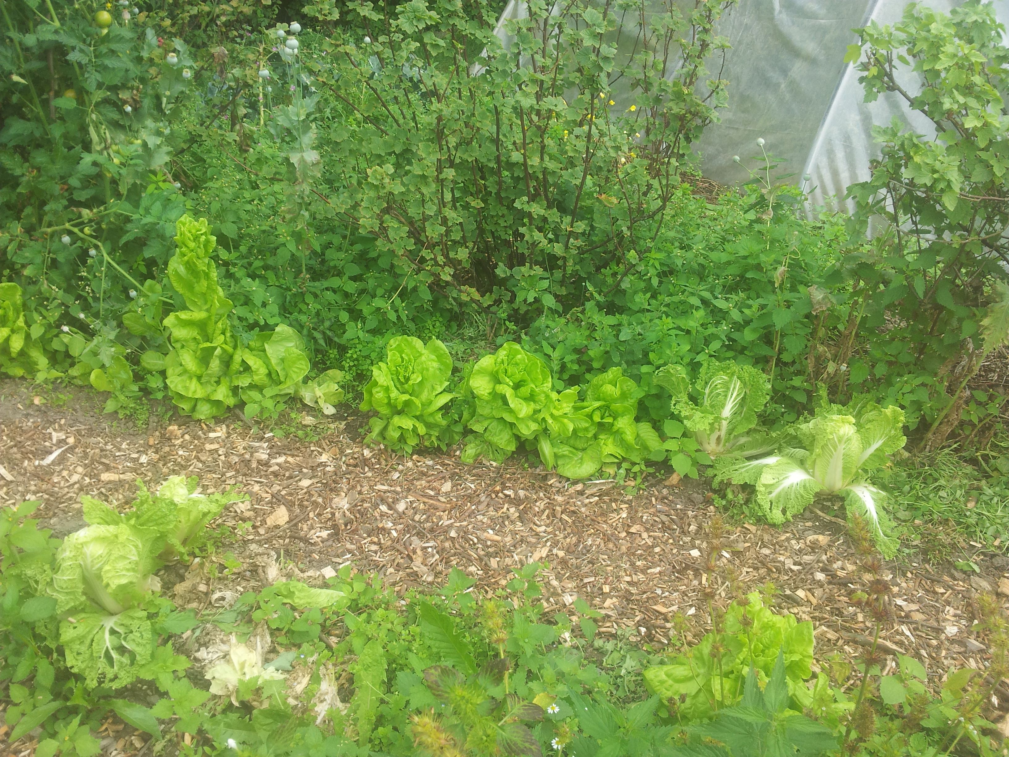 Groenten in een permacultuur tuin